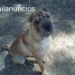 DUK-MACHO
DISPONIBLE PARA MONTAS
ORIENTALPEI@HOTMAIL.COM